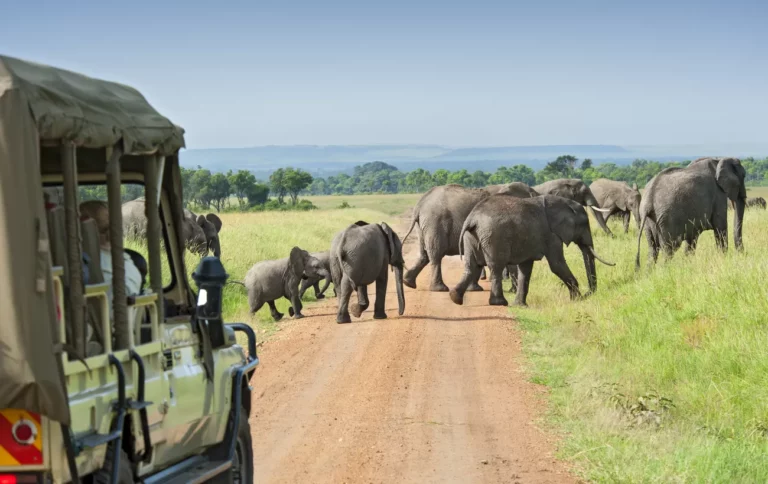 Wildlife Safari Tours in Africa 2025: Ultimate Guide for an Unforgettable Adventure