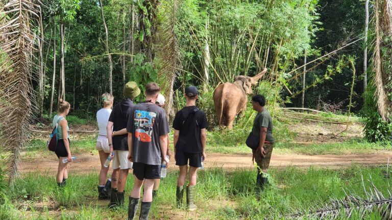 Ethical Wildlife Tourism Experiences That Protect Animals and Empower Communities
